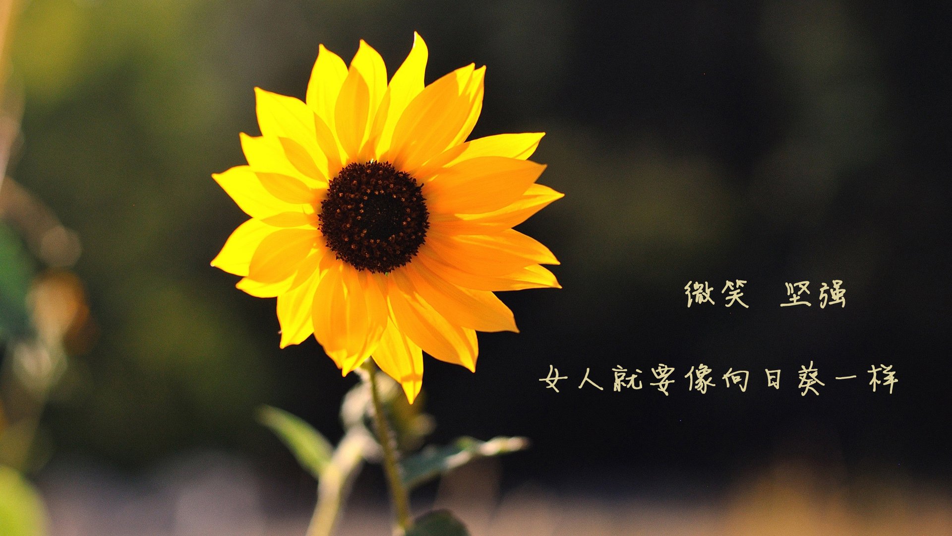 华人海外篮球协会推动中外青少年交流合作，海外篮球联赛