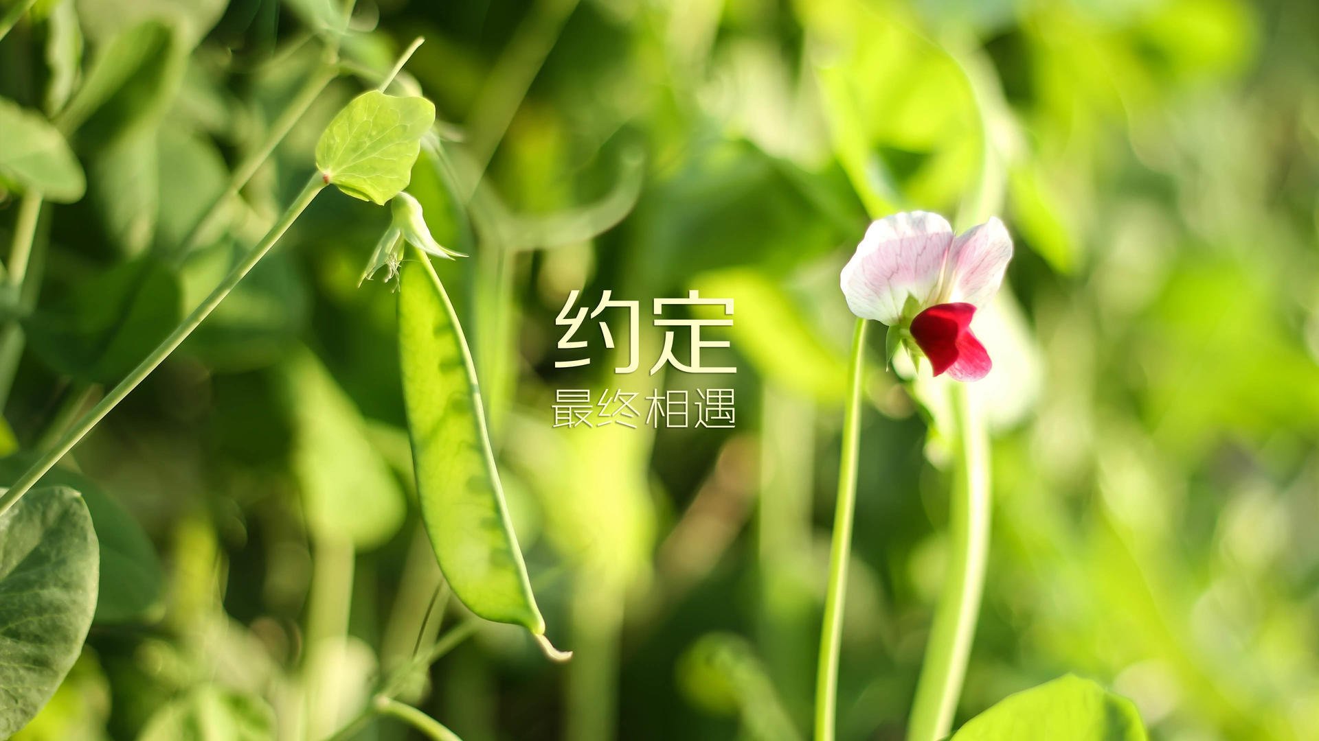篮球战术分析软件成为教练新宠，篮球技战术分析软件