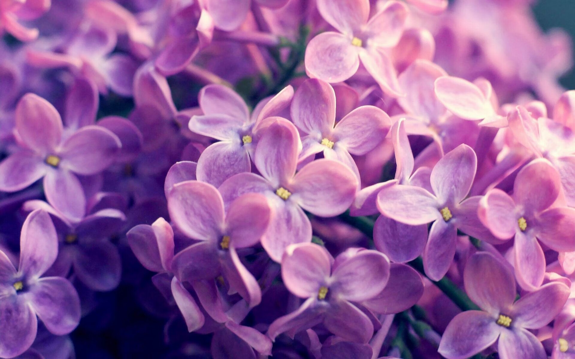 波兰名将赫梅列夫斯基稳步推进,波兰诗人赫伯特